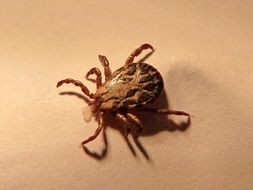 tick is a dangerous insect