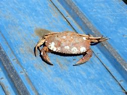 Barnacle Crab on blue ground closeup