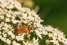 orange beetle on a bush with white flowers