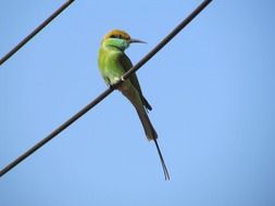 kingfisher sitting on the wires