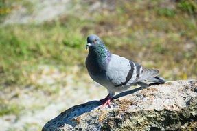 wild dove on a stone