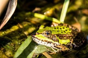 Green Poland Frog