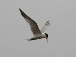 Tern Bird