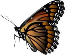 painted the monarch butterfly