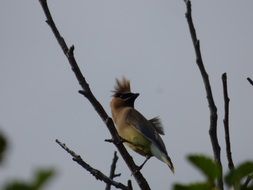 Bombycilla cedrorum or Cedar Waxwing