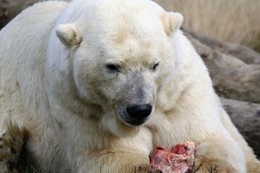 beautiful and cute Polar Bear