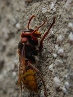 Hornet on the wall