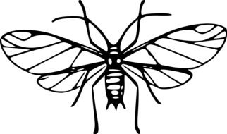 Aphid Insect as a drawing