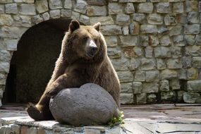 sitting grizzly bear in the zoo