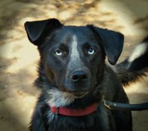 blue eyed black dog