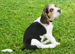 beagle puppy sitting on green grass