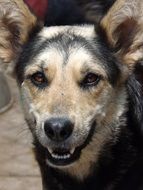 good half-breed shepherd dog