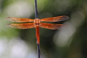 orange dragonfly on a thin branch