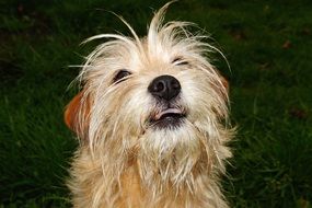 portrait of a funny fluffy dog
