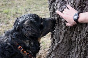 Picture of sniffing black dog