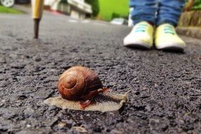 snail on the pavement near the legs