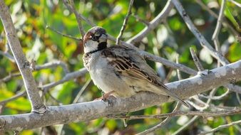 sparrow on a tree in Cyprus