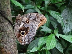 Mariposa Insect