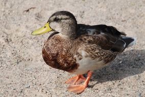 standing female duck