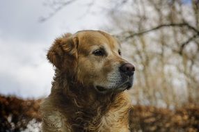 golden retriever looks away on the background of trees