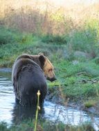 wild brown bear in water