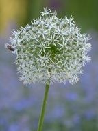 white spherical inflorescence close-up on a blurred background
