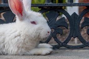 beautiful and cute Rabbit White Resting