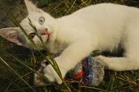 Odd-Eyed White Cat lying on grass
