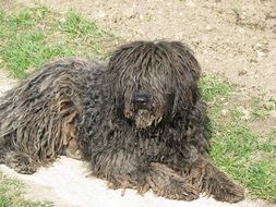 breed dog Puli