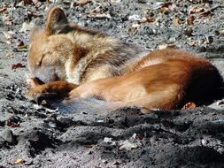 red fox Sleeps on ground in Zoo