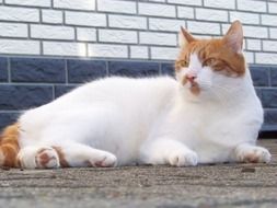 resting red and white mackerel tabby