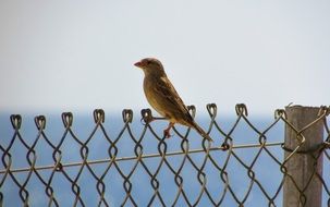 bird on a wire fence on the waterfront