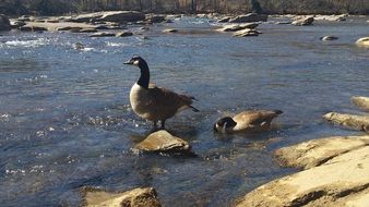 Beautiful wild goose in the river