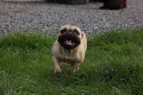 beige Bulldog running through green grass