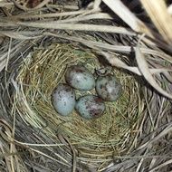 blue and brown spotted Eggs in Bird Nest