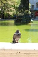 dove near the fountain with green water