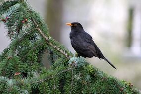 blackbird on the fir tree