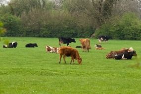 cows on a green meadow