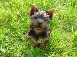 Puppy Kleiner Young