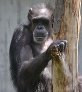 Monkey near the wood