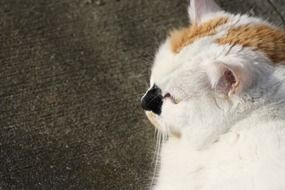 white cat on the road