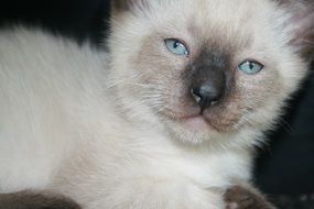 cute cat with blue eyes