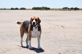 Beagle Dog stays on ground