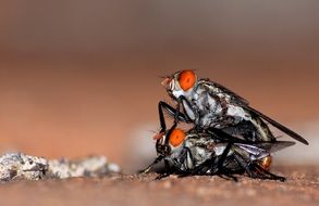 reproduction of insects macro