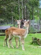 Wild Roe Deer in austria park