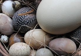 easter eggs in a net