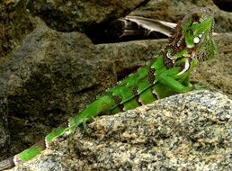 caribbean green iguana on a rocks