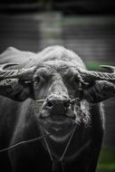buffalo in the rural areas in the country of Thailand