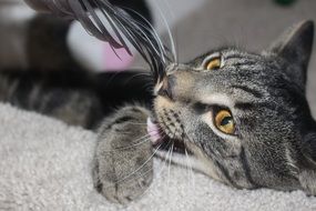 cat plays with a feather close-up on blurred background