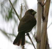 perched thick-billed weaver